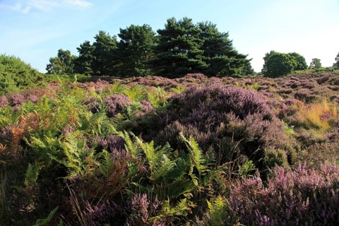 Heather plants, Calluna vulgaris, purple flowers, heathland vegetation, Sutton Heath, Suffolk