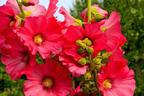 Close up of red hollyhock 'Alcea' flowers growing in garden, Suffolk, England, UK