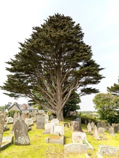 Gravestones in churchyard parish church at St Keverne, Lizard Peninsula, Cornwall, England, UK