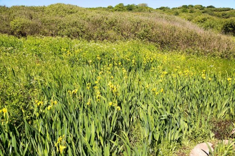 Flag iris plants yellow flowers, Lowland Point, Lizard Peninsula, Cornwall, England, UK