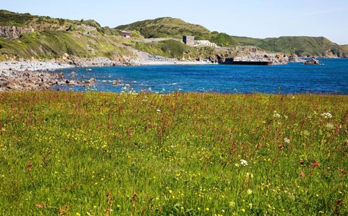 Wildflower meadow at Lowland Point, Lizard Peninsula, Cornwall, England, UK