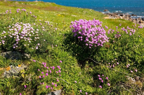 Armeria maritima, sea thrift, in flower, Lowland Point, Lizard Peninsula, Cornwall, England, UK