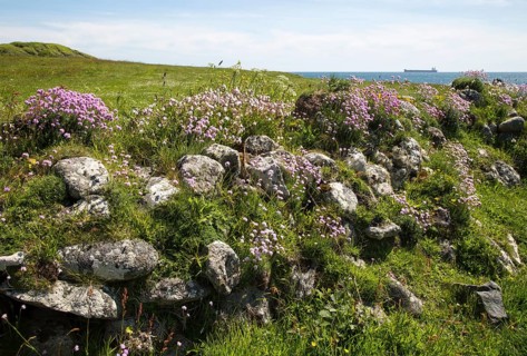 Armeria maritima, sea thrift, in flower, Lowland Point, Lizard Peninsula, Cornwall, England, UK