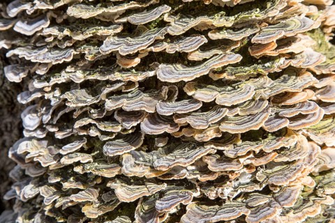 Close up of bracket fungus growing on ash tree, Suffolk, England, UK