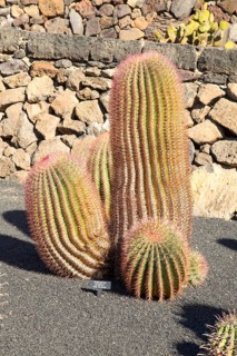 Ferocactus Stainesii Var. Pilosus, Jardin de Cactus designed by César Manrique, Guatiza, Lanzarote,
