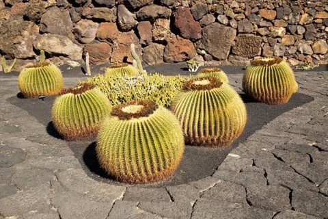 Jardin de Cactus designed by César Manrique, Guatiza, Lanzarote, Canary Islands, Spain, Europe