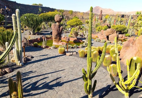 Cactus plants inside Jardin de Cactus designed by César Manrique, Guatiza, Lanzarote, Canary