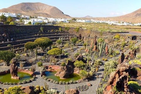 Cactus plants inside Jardin de Cactus designed by César Manrique, Guatiza, Lanzarote, Canary