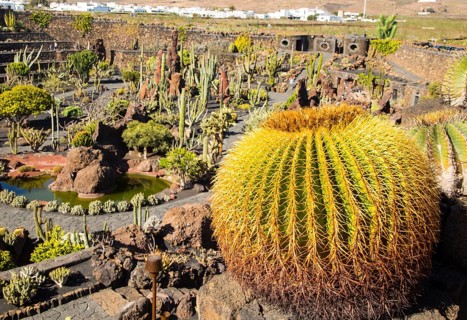 Jardin de Cactus designed by César Manrique, Guatiza, Lanzarote, Canary Islands, Spain, Europe