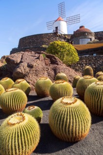 Cactus plants and windmill Jardin de Cactus designed by César Manrique, Guatiza. Lanzarote, Canary