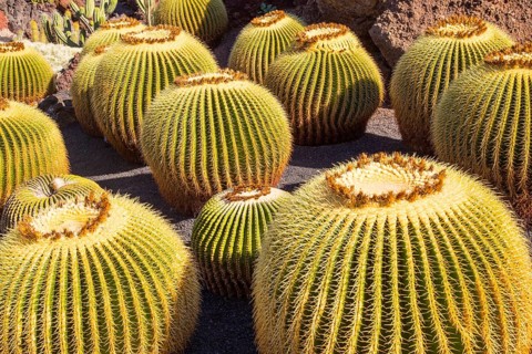 Cactus plants inside Jardin de Cactus designed by César Manrique, Guatiza. Lanzarote, Canary