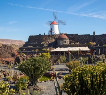 Cactus plants and windmill Jardin de Cactus designed by César Manrique, Guatiza, Lanzarote, Canary