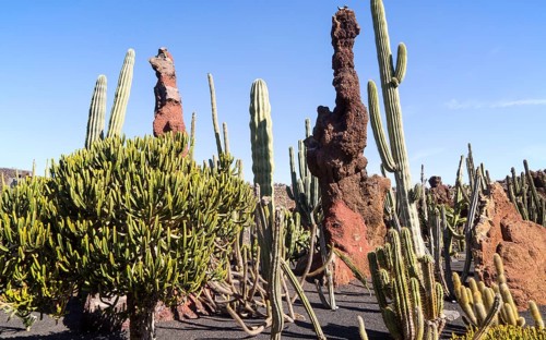Cactus plants inside Jardin de Cactus designed by César Manrique, Guatiza, Lanzarote, Canary
