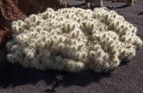 Cactaceae, Optunia Tunicata, from Mexico. Jardin de Cactus designed by César Manrique, Guatiza,