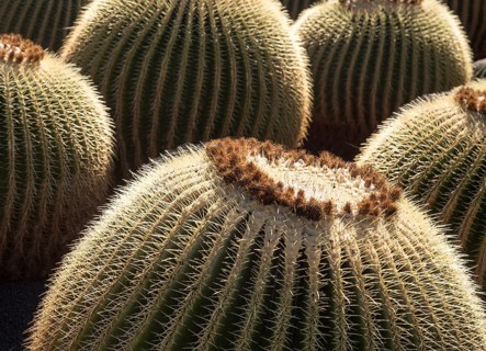 Cactus plants inside Jardin de Cactus designed by César Manrique, Guatiza, Lanzarote, Canary