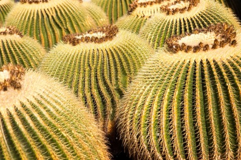 Cactus plants inside Jardin de Cactus designed by César Manrique, Guatiza, Lanzarote, Canary
