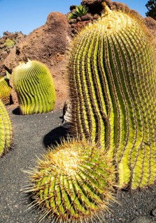 Cactus plants inside Jardin de Cactus designed by César Manrique, Guatiza, Lanzarote, Canary