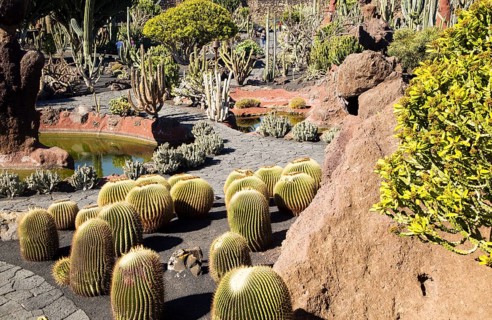 Cactus plants inside Jardin de Cactus designed by César Manrique, Guatiza, Lanzarote, Canary