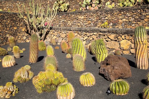 Cactus plants inside Jardin de Cactus designed by César Manrique, Guatiza, Lanzarote, Canary