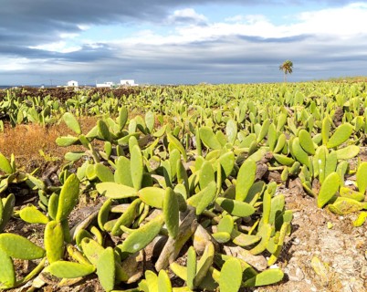 Opuntia ficus-indica prickly pear cactus crop for cochineal production, Mala, Lanzarote, Canary
