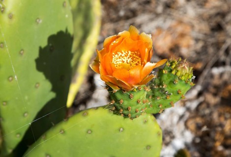 Flower of opuntia ficus-indica prickly pear cactus crop for cochineal production, Mala, Lanzarote,