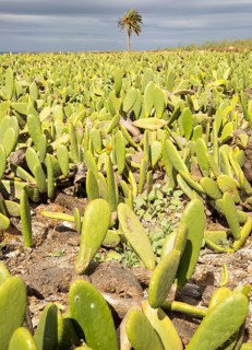 Opuntia ficus-indica prickly pear cactus crop for cochineal production, Mala, Lanzarote, Canary