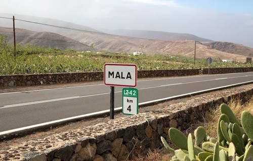 Opuntia ficus-indica prickly pear cactus crop for cochineal production, Mala, Lanzarote, Canary