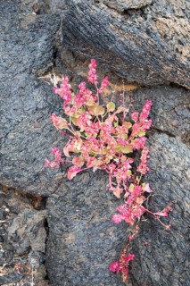 Rumex vesicarius, bladder dock, plant growing in lava field, Tahiche, Lanzarote, Canary Islands,