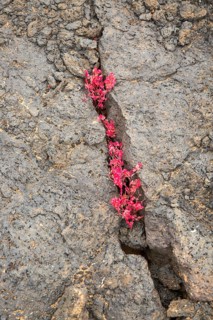 Rumex vesicarius, bladder dock, plant growing in lava field, Tahiche, Lanzarote, Canary Islands,