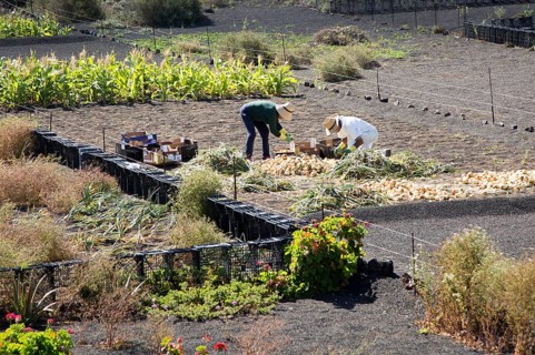 Two people sorting their onion crop in field near Uga, Lanzarote, Canary Islands, Spain, Europe