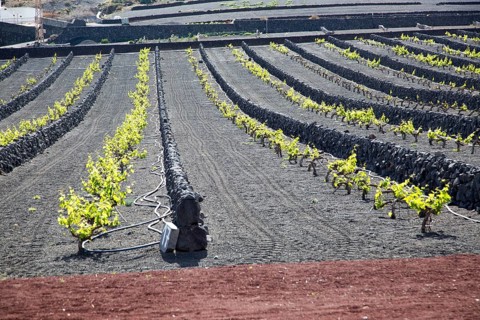 Rows of grapevines with black volcano soils and stone wall, Lanzarote, La Geria, Canary Islands,