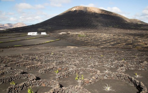 Grapevines growing in black volcanic soil in protected enclosed pits, La Geria, Lanzarote, Canary