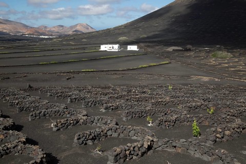 Grapevines growing in black volcanic soil in protected enclosed pits, La Geria, Lanzarote, Canary