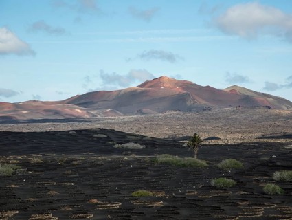 Grapevines growing in black volcanic soil in protected enclosed pits, La Geria, Lanzarote, Canary