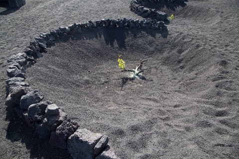 Grapevines growing in black volcanic pits in La Geria, Lanzarote, Canary Islands, Spain, Europe
