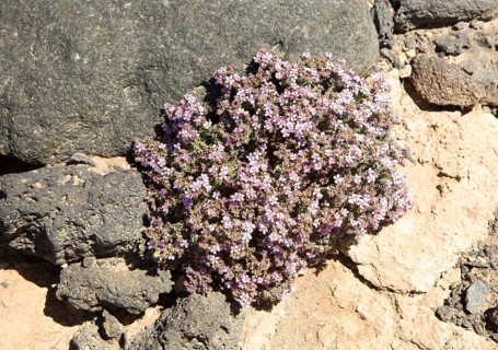 Frankenia pulverulenta, European sea-heath plant, growing on rocky coastal cliffs south west