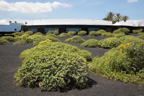 Euphorbia bushes dotted around in black volcanic ash outside Jameos de Agua building, Lanzarote,