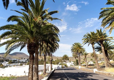 Palm trees line the road into Haria, Lanzarote, Canary Islands, Spain, Europe