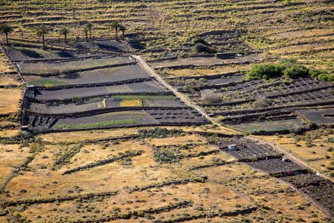 Black volcanic soil farmland on hillside, near Haria, Lanzarote, Canary Islands, Spain, Europe