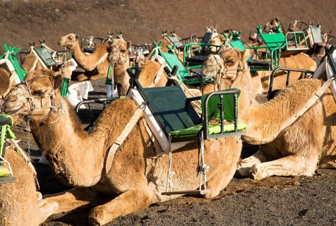 Camels in Parque Nacional de Timanfaya, Echadero de los Camellos, national park, Lanzarote, Canary
