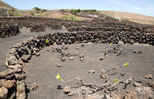 Dry stone walls and grapevines in sheltered enclosures, near Orzola, Lanzarote, Canary Islands,