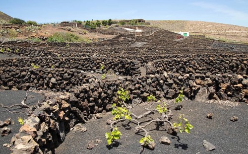 Dry stone walls and grapevines in sheltered enclosures, near Orzola, Lanzarote, Canary Islands,