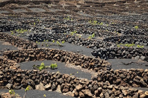 Dry stone walls and grapevines in sheltered enclosures, near Orzola, Lanzarote, Canary Islands,
