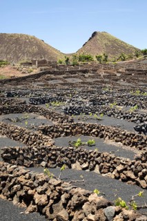 Dry stone walls and grapevines in sheltered enclosures, near Orzola, Lanzarote, Canary Islands,