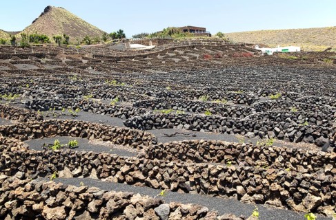 Dry stone walls and grapevines in sheltered enclosures, near Orzola, Lanzarote, Canary Islands,