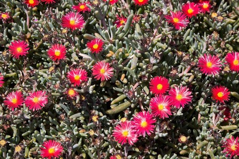 Mesembryanthemum plant with red and yellow flowers, Lanzarote, Canary Islands, Spain, Europe
