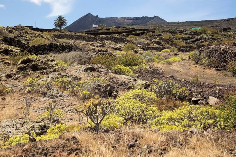 Euphorbia balsamifera and Kleinia Nerifolia growing on lava flows Malpais de Corona, Lanzarote,