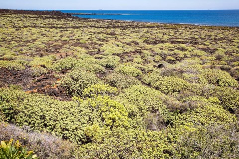 Euphorbia balsamifera growing on lava flows Malpais de Corona, Lanzarote, Canary Islands, Spain,