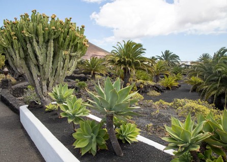 Cactus plants in garden at Fundación César Manrique, Taro de Tahíche, Lanzarote, Canary islands,