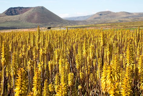 Aloe vera crop in flower with view of volcanoes in the distance, Lanzarote, Canary Islands, Spain,